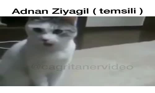 Aşk-ı Memnu İzleyen Kedi 