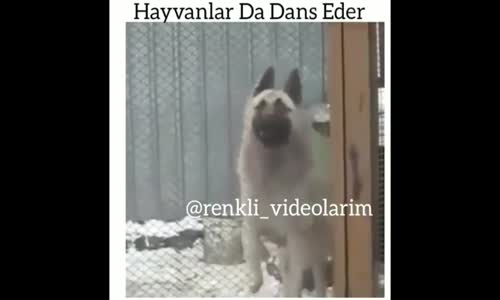 Hayvanların Dansı