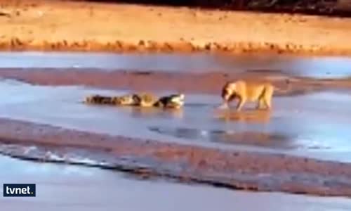 Timsahın Nefes Kesen Hayatta Kalma Mücadelesi