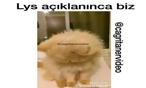 Ağlayan Kederli Kedi