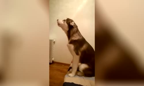 Suçlu Olan Köpeğin Komik Anları