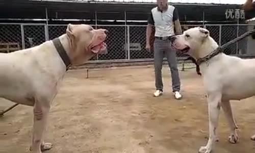 Dogo Arjantin ve Pitbull Karşı Karşıya Gelirse