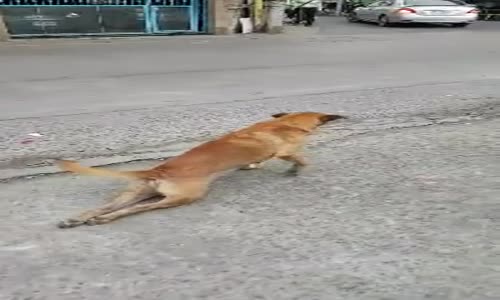 Sakat Numarası ile İnsanları Trolleyen Köpek