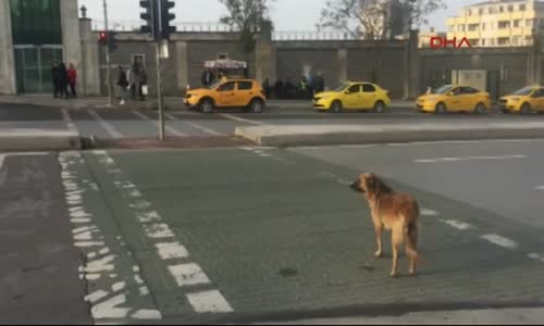 Sokak Köpeği Yeşil Işığı Beklerken Yaya Kırmızıda Geçiyor