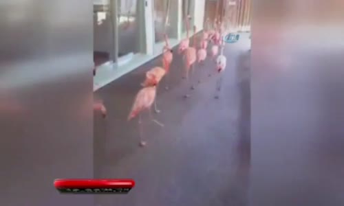 Tampa’da Flamingolar Tahliye Edildi