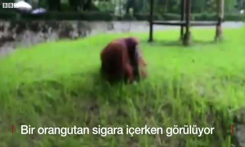 Ziyaretçilerin Verdiği Sigarayı Tüttüren Orangutan 