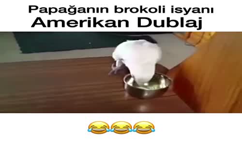 Papağanın Brokoli İsyanı - Amerikan Dublaj