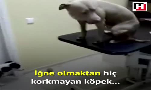 İğne Olmaktan Hiç Korkmayan Köpek