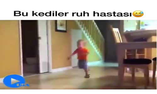 Bu Kediler Ruh Hastası