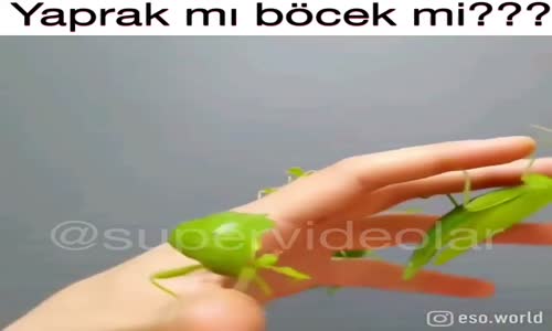 Yaprak Şeklinde Böcek