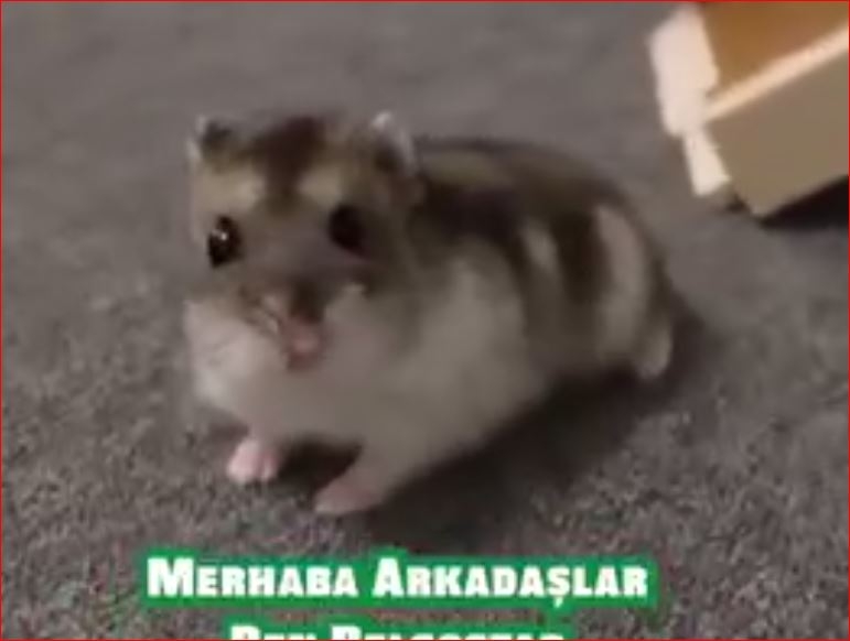 Hayvanıma Kaydıraklı Havuz Aldım !! ( Hamster )