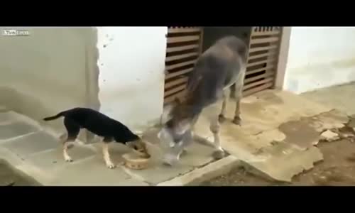 Köpek ile Eşeğin Yemek Kavgası