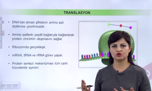 EBA BİYOLOJİ LİSE - GENETİK ŞİFRE VE PROTEİN SENTEZİ- PROTEİN SENTEZİ VE SANTRAL DOGMA - TRANSLASYON