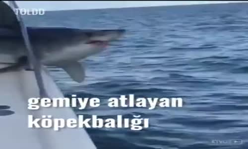 Tekneye Atlayan Köpekbalığı 'nın Korkuluklara Sıkışması