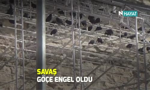 Savaş Göçe Engel Oldu