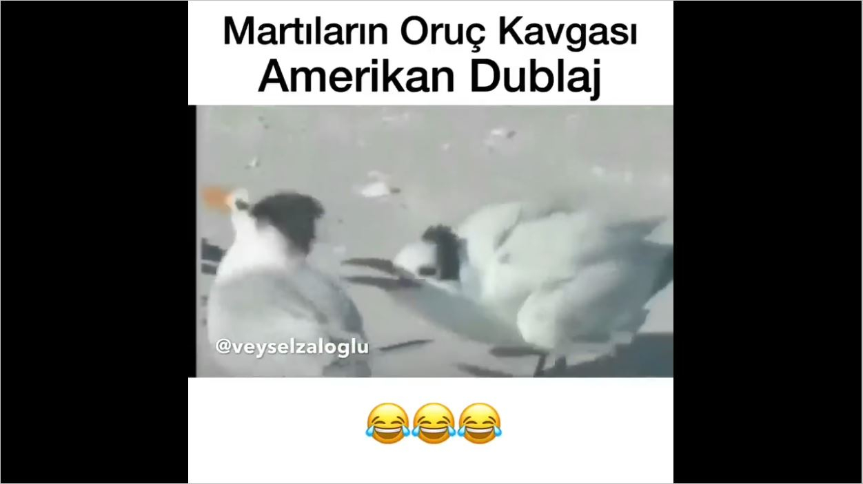 Martıların Oruç Kavgası - Amerikan Dublaj