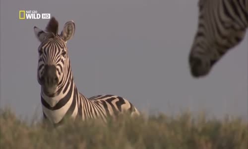 Yeni Doğan Yavruyu Öldüren Erkek Zebra