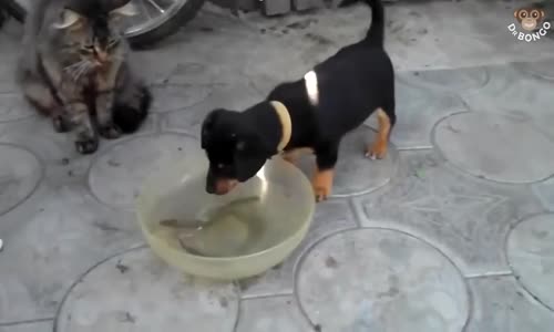 Kediye Yardımcı Olan Köpek