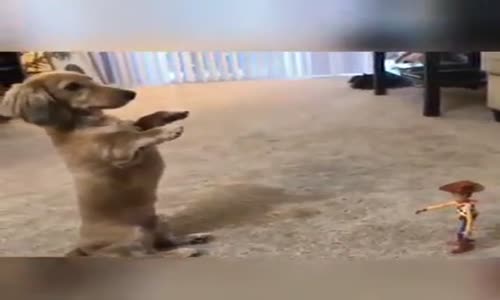 Oyuncağa Teslim Olan Sevimli Köpek