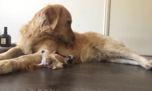 Yavru Kedilerin Bakımını Yapan Golden Retriever