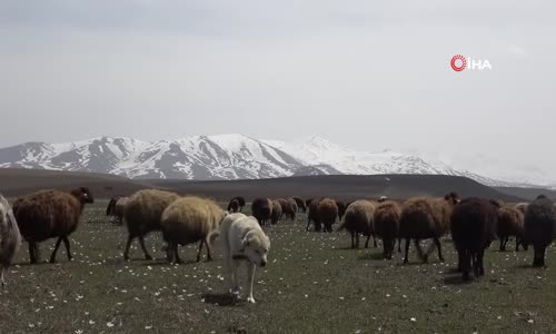 Ağrı’da, Yaylalar Koyun Sürüleriyle Renklendi