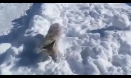 Bayburt'ta Tilki Ayakta Dondu' Haberi Yalanmış!