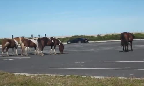 Otoparkta Kavga Eden Vahşi Atlar