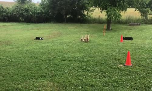 Islık İle İki Köpeği Yöneterek Kazları Kafese Sokmak