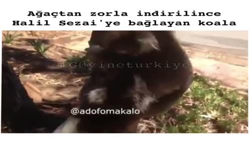 Dertli Koala