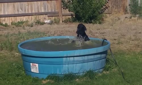 Havuzdan Çıkmayan Sevimli Köpek