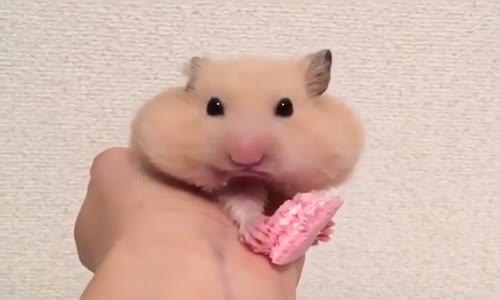 İştahlı Hamster