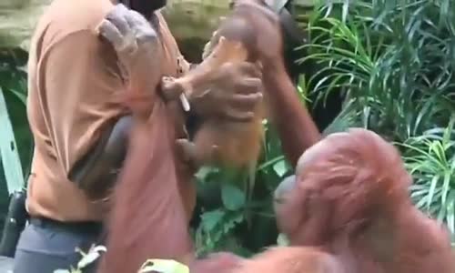 Yavrusunu Sevmesi İçin Adama Uzatan Anne Orangutan 