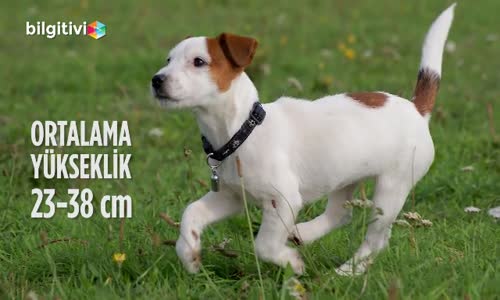 Jack Russell Terrier Cinsi Köpeklerin Özellikleri