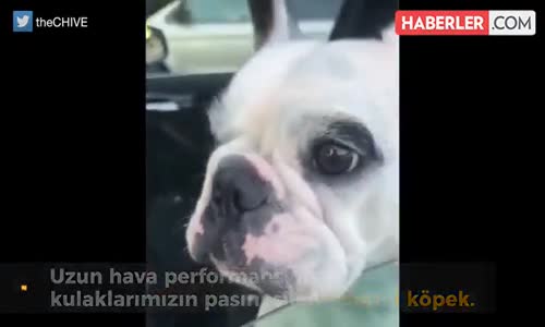 Köpekten Muhteşem Uzun Hava Performansı