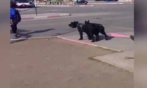 Yaşlı Teyzenin Köpekleri Ulaşım Aracı Olarak Kullanması