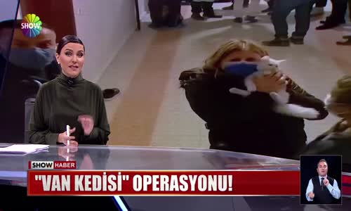 ''Van kedisi'' operasyonu! 