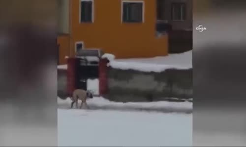 Anne Köpek Donmak Üzere Olan Yavrularını Böyle Kurtardı