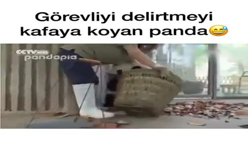 Bakıcısının Yaprakları Toplamasına İzin Vermeyen Panda