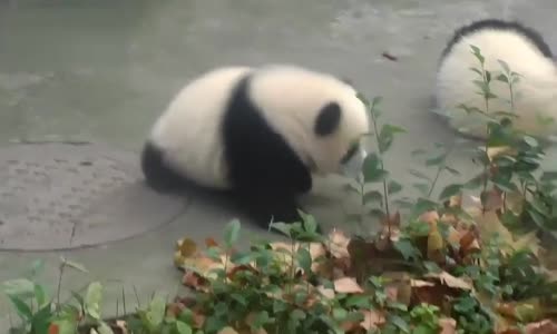 Yapraktan Korkan Sevimli Yavru Panda