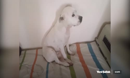 Utangaç Köpekler Sosyal Medyayı Salladı