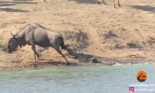 Antilobu Timsaha Yedirmeyen Kahraman Hipopotam