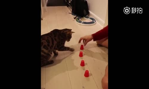 Bardak Oyununda İyi Olan Kedi