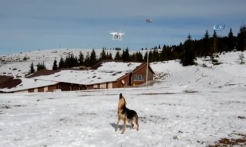 Drone Gören Köpek Güldürdü