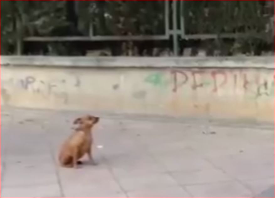 İnsan Hayatını Kurtaran Köpekler