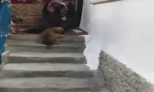 Köpekle Karşılaşan Teyzenin Muhteşem Tepkisi