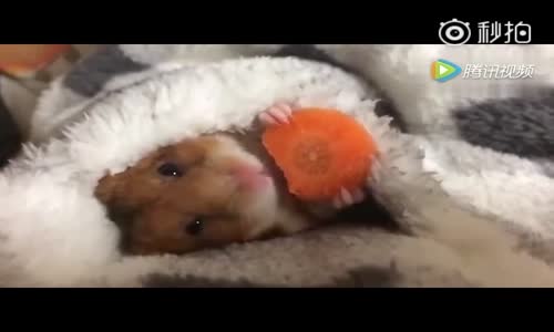 Havuç Yiyen Hamster