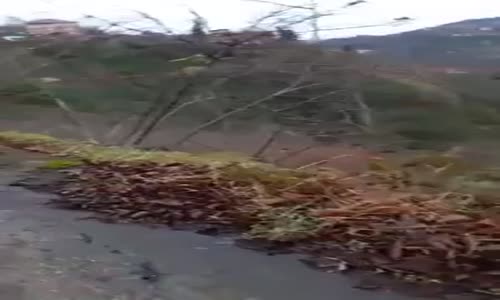 Karadenizli Avcı Domuz İle Karşı Karşıya Kalırsa