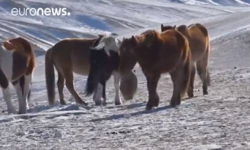 Soyu Tükendi Sanılan Atların Moğolistan'da Tekrar Görülmsi