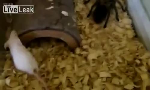 Tarantula Hamster'a Acımadı