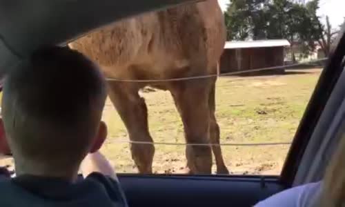 Çocukların Elindeki Yiyecekleri Çalan Lamalar